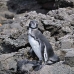 penguin_galapagos_bar_v_0222_ecu1414.jpg